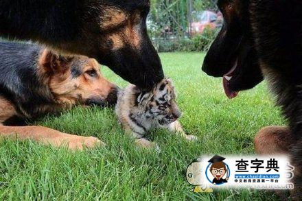 虎落平原被犬欺，古人流传有道理打一个准确生肖,警惕虚假宣传-全面释义、解释与落实、深度解答解释落实